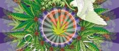 Medical Cannabis Round Up 2011