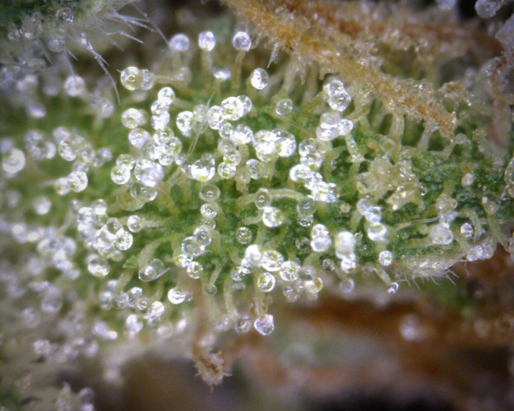 Chesse Trichomes Chesse Trichomes