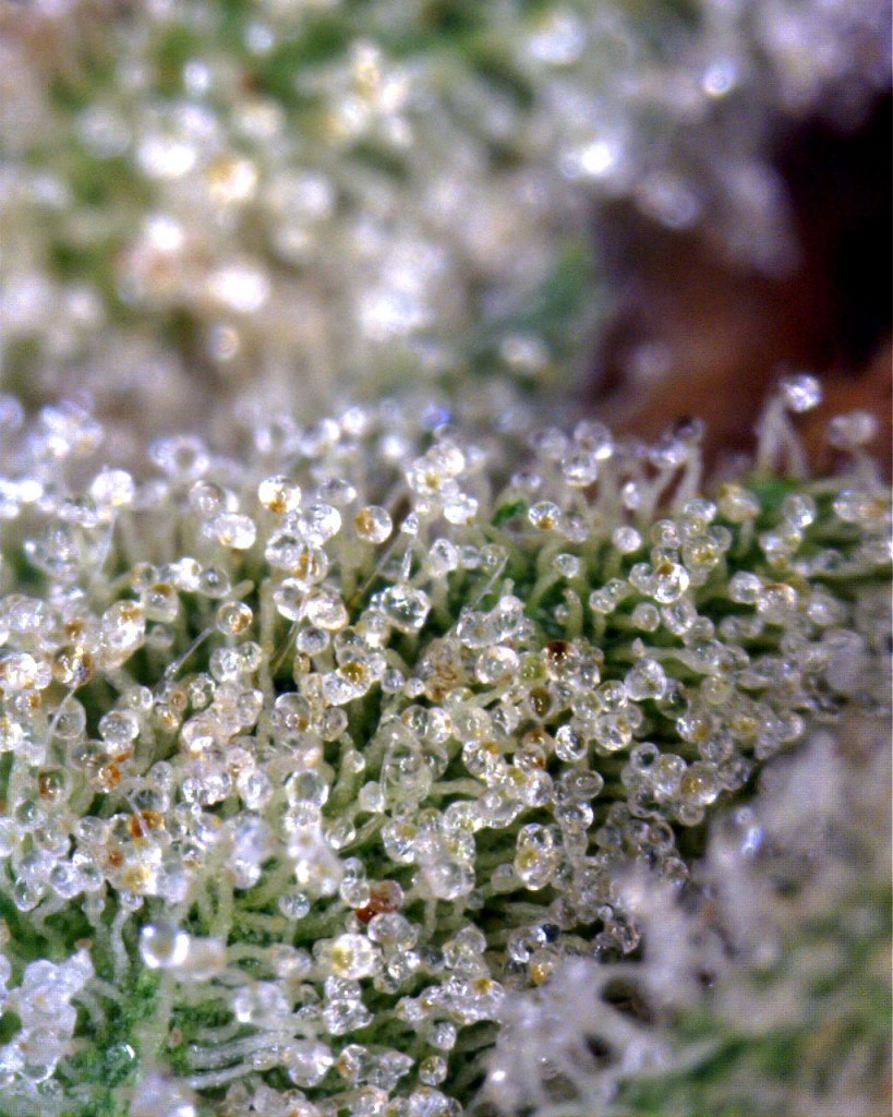 Headband Trichomes Headband Trichomes