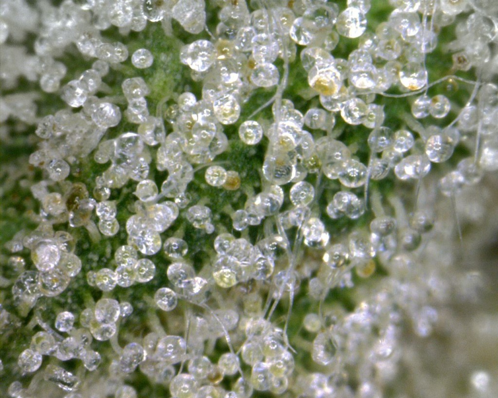 OG Kush Trichomes OG Kush Trichomes