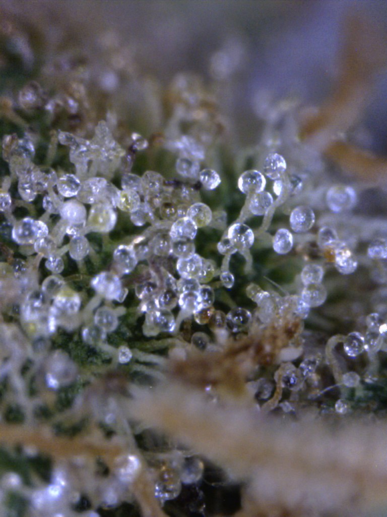 Strawberry Kush trichomes
