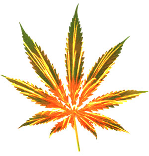 Medical Cannabis Round-Up 2010