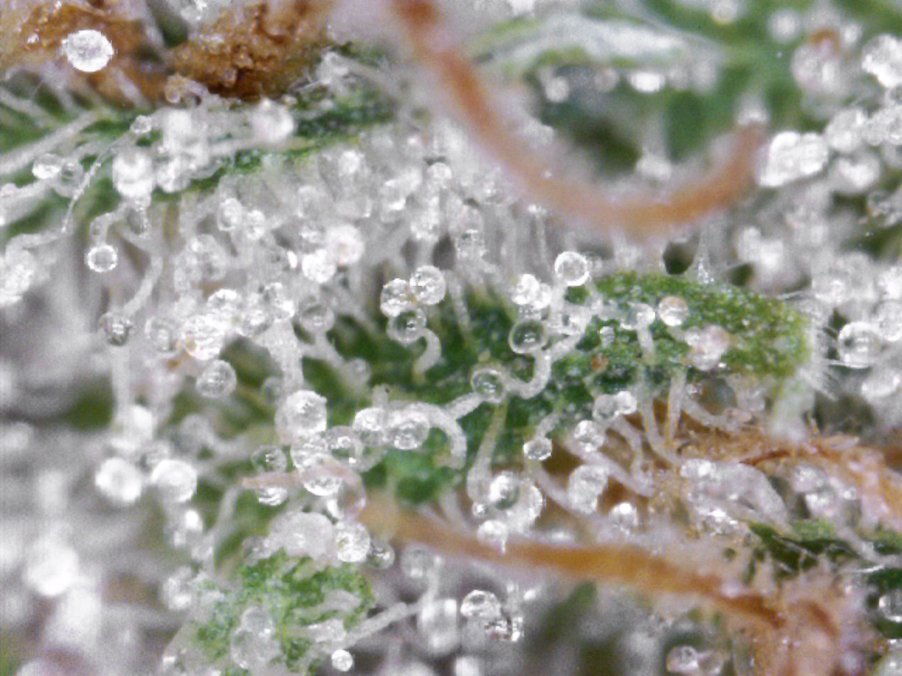 MorningStarTrichomes