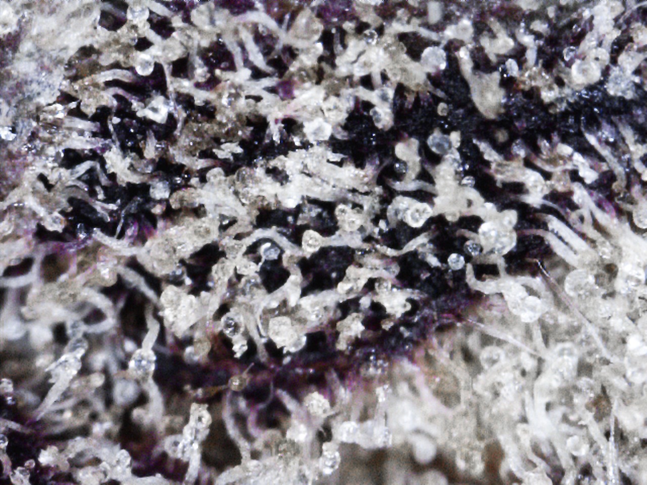 Purple_Kush_trichome