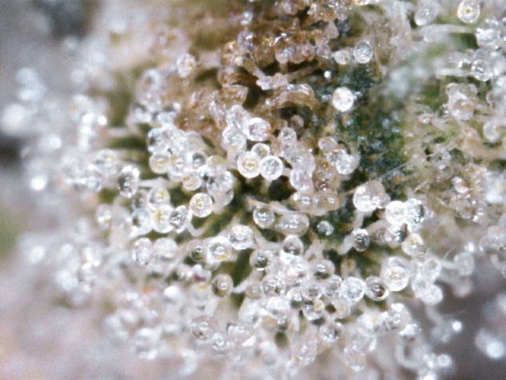 Durban Poison Trichomes Durban Poison Trichomes