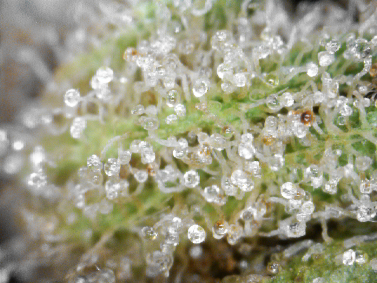 OgreTrichome
