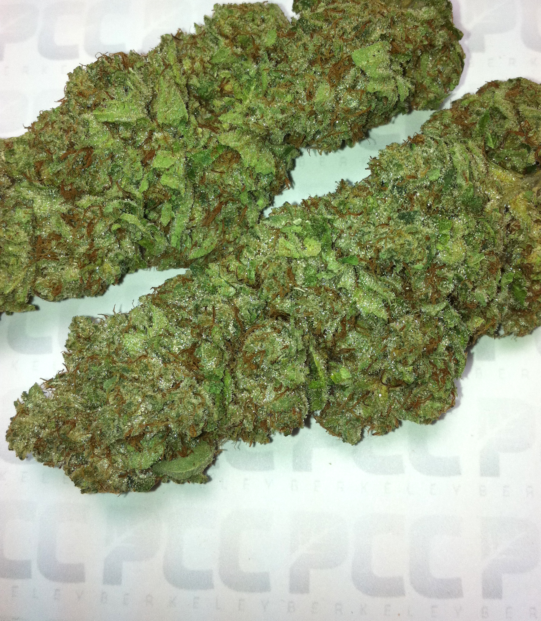 True Blueberry x OG Kush (CBD)