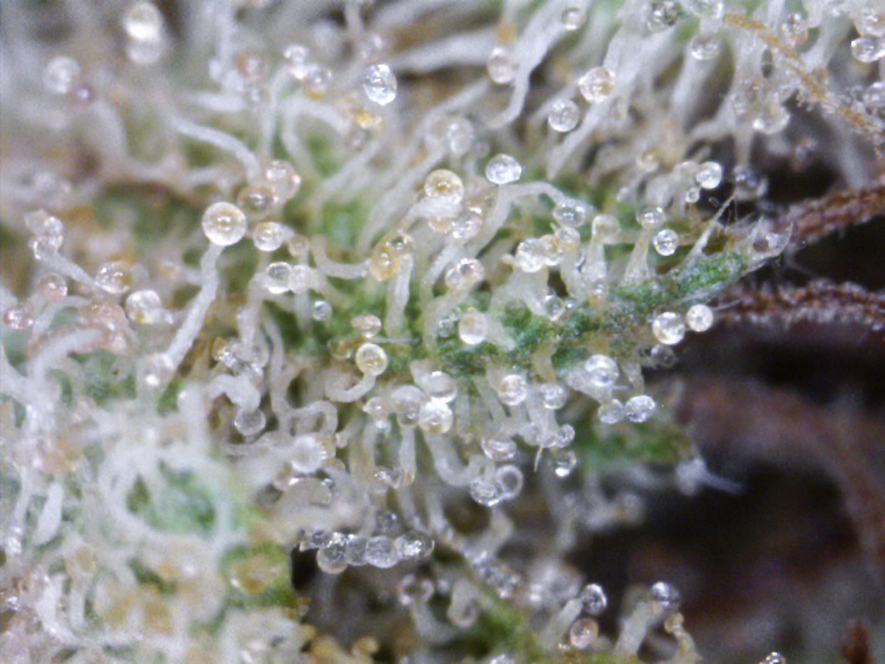 Blue MoonshineTrichome - PCC Trading Card #19 - Mostly Indica