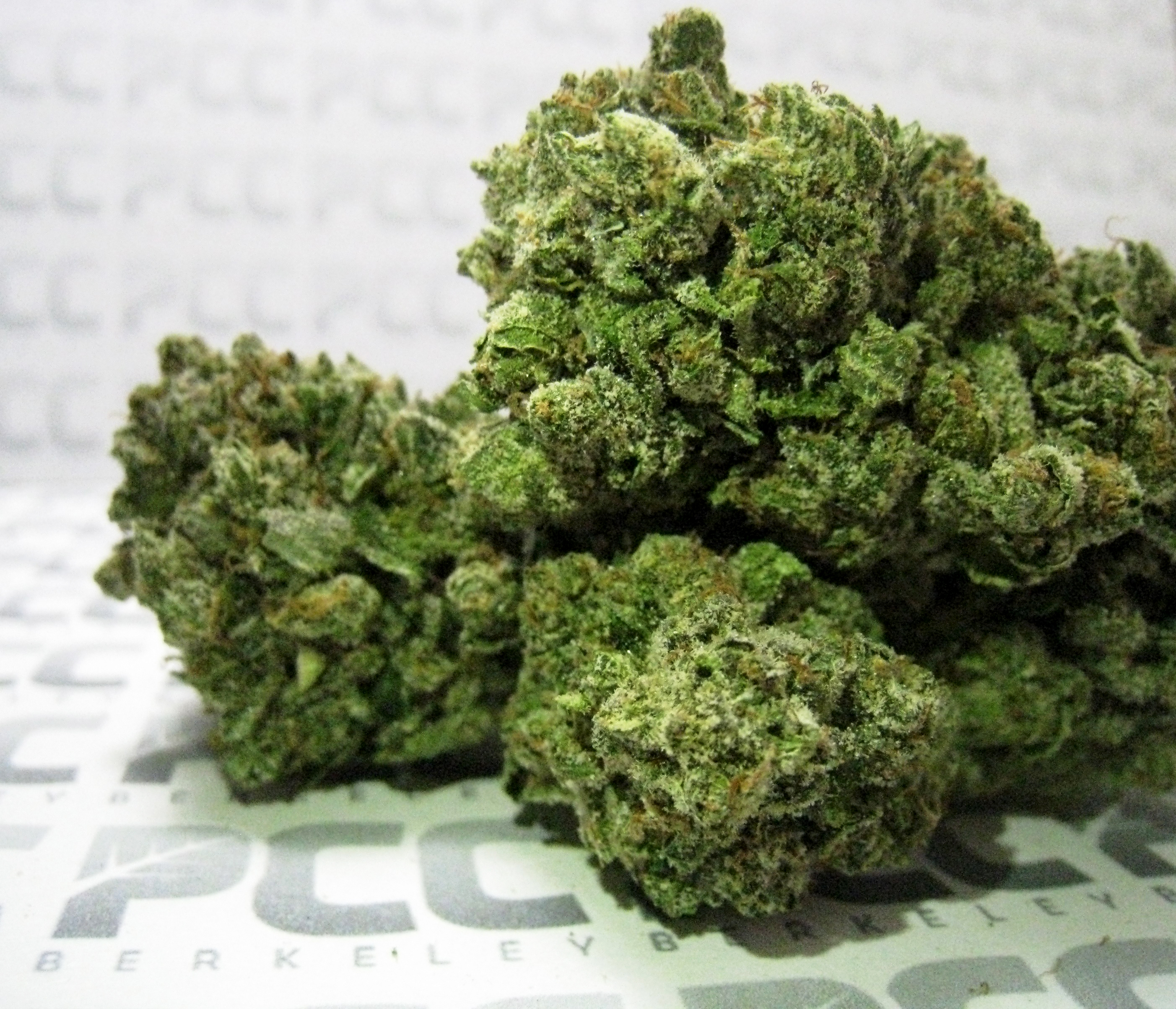 Blueberry X Northern Lights