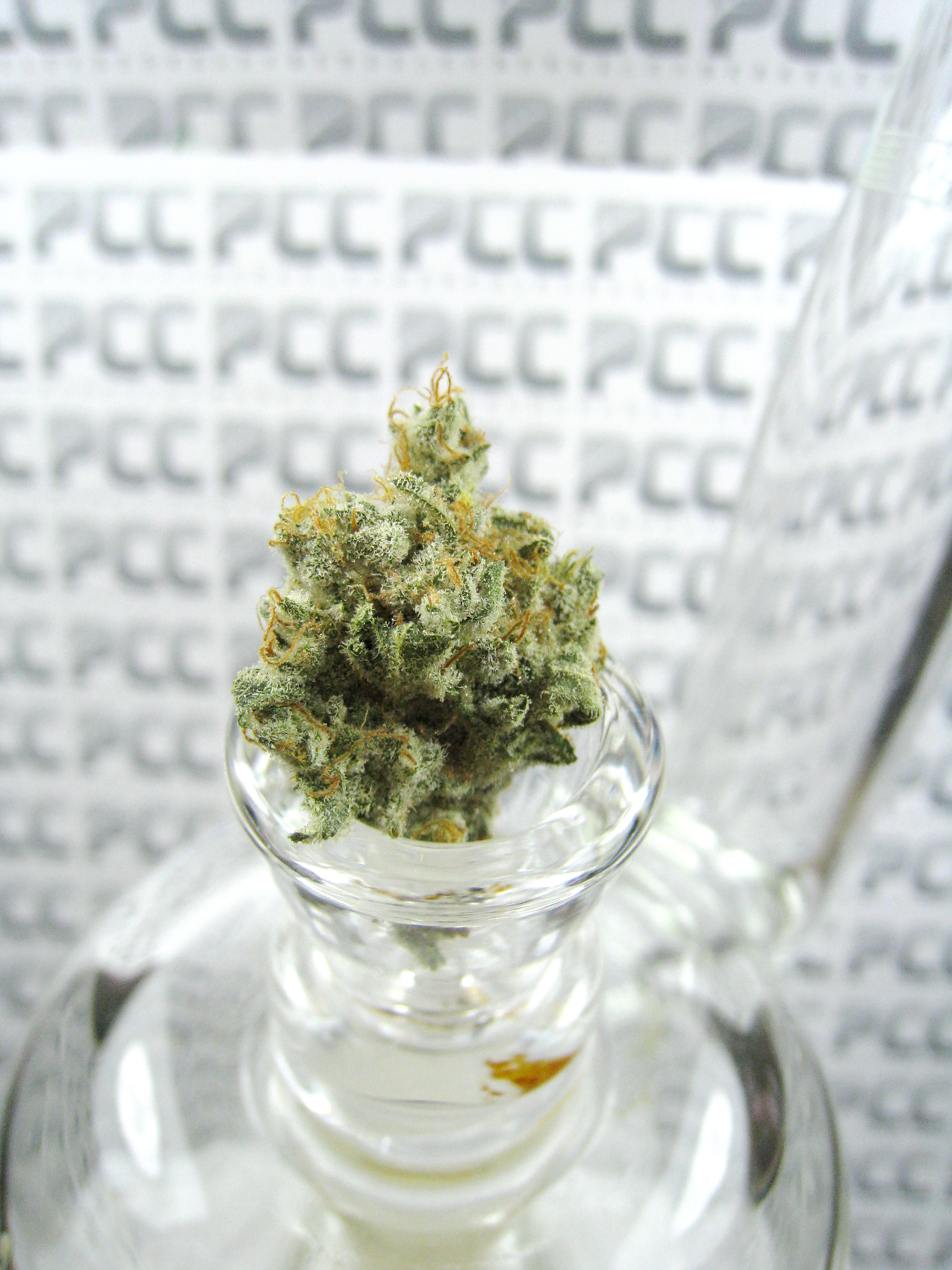 Maple_Flowers_MicroPipe_CloseUp