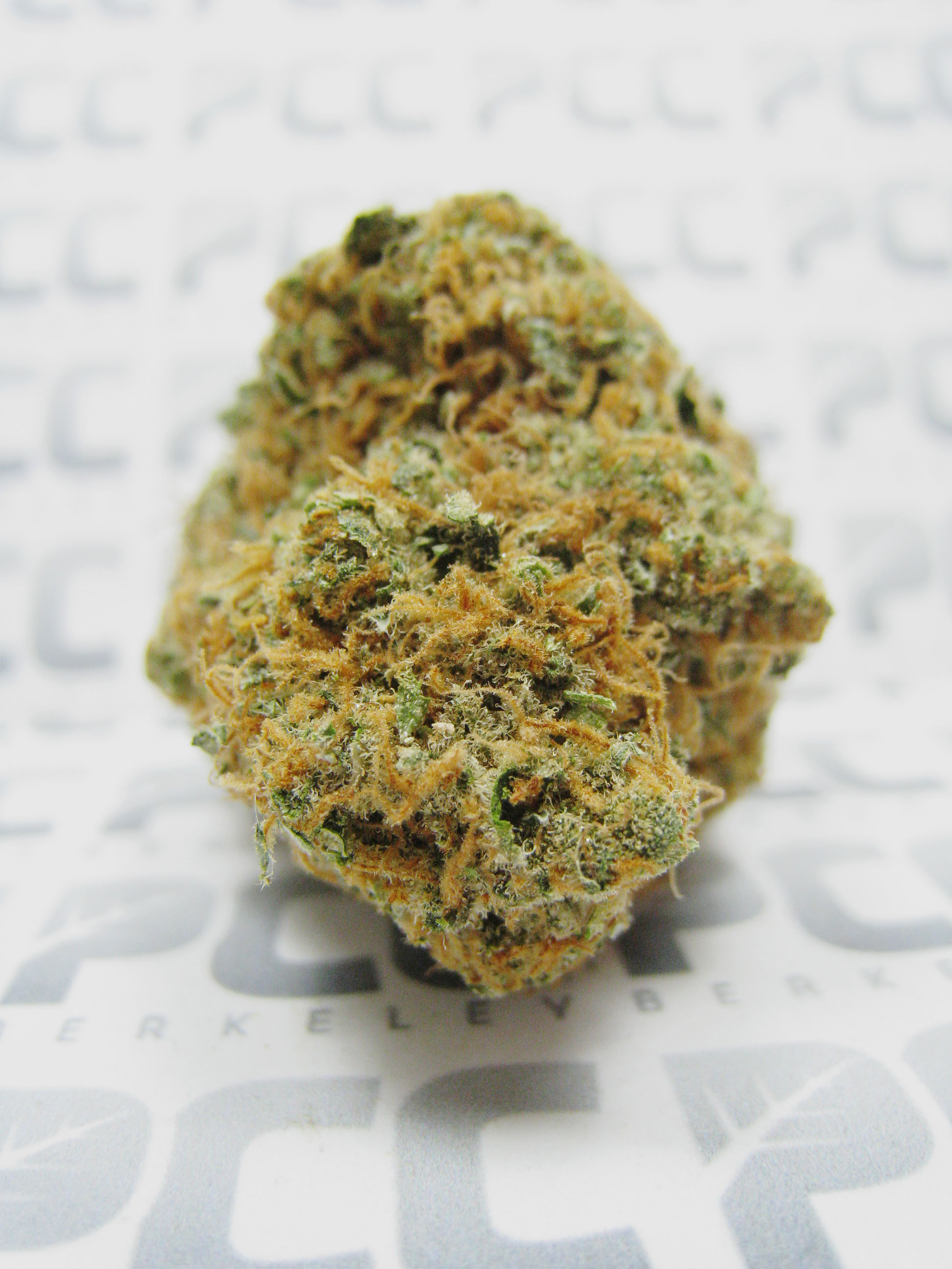 harlequin_2jpg