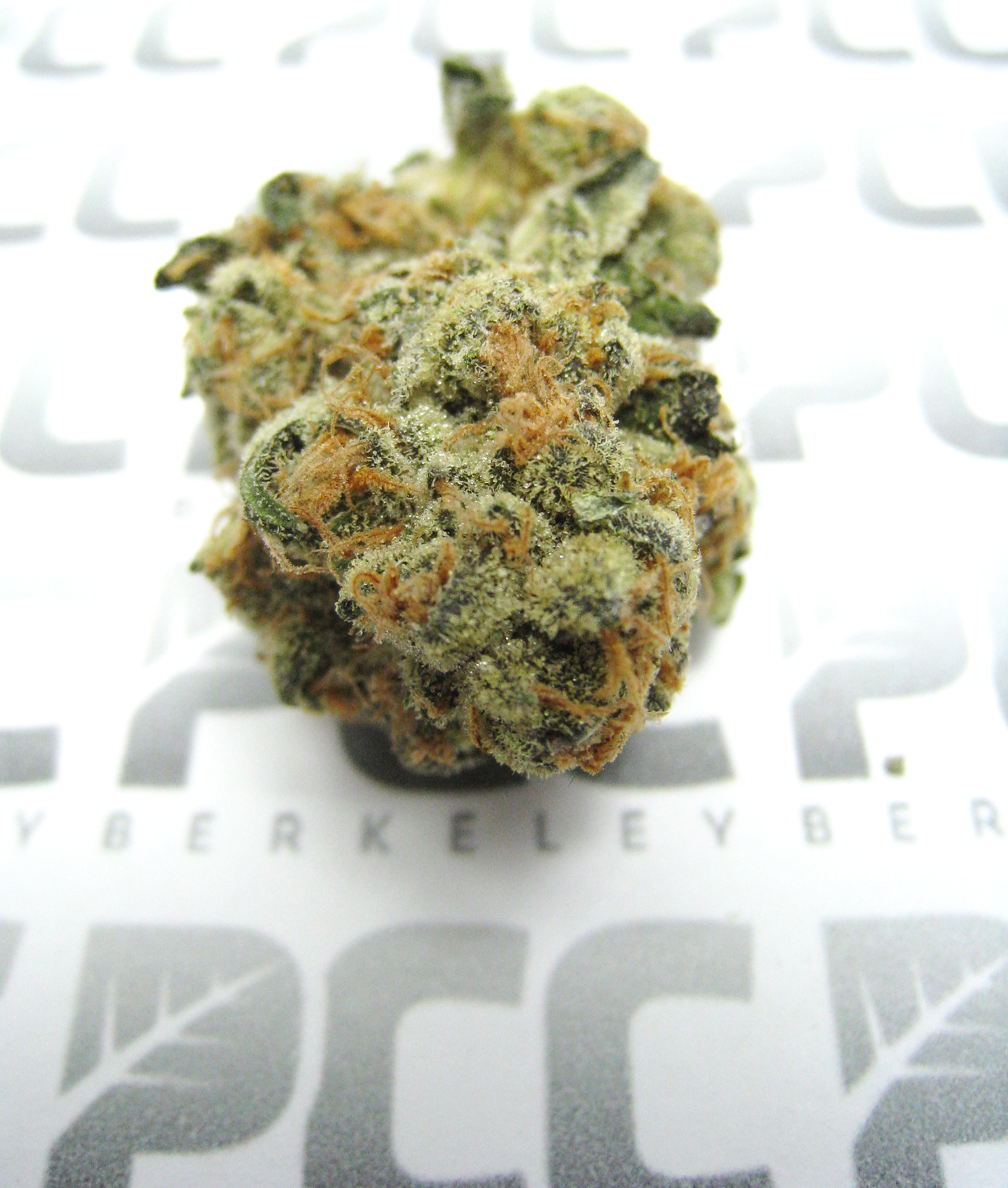 GirlScoutCookies