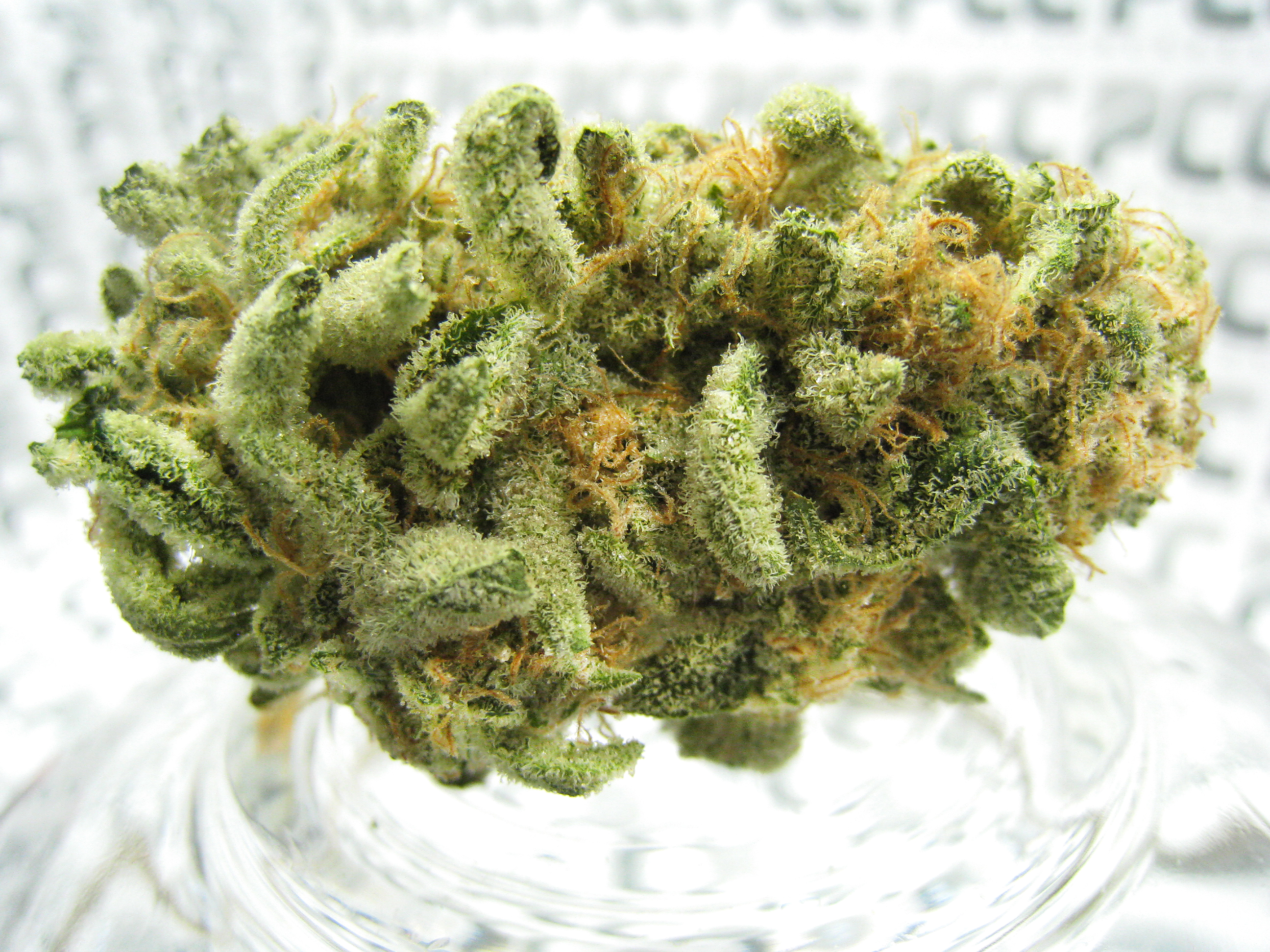 SourGrapes_2